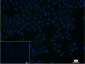 LAMP1 Mouse mAb